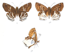 Odontoptilum pygela