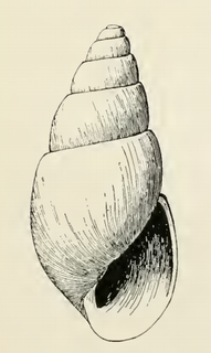 <i>Odostomia iliuliukensis</i> Species of gastropod