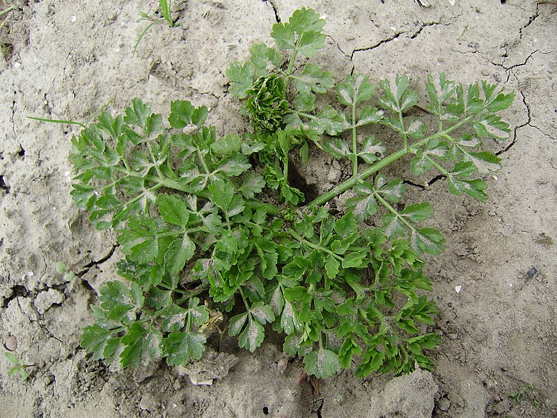 File:Oenanthe peucedaniifolia (10).jpg