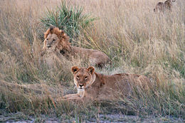 Ho- og hannløve i Okavango i Botswana.