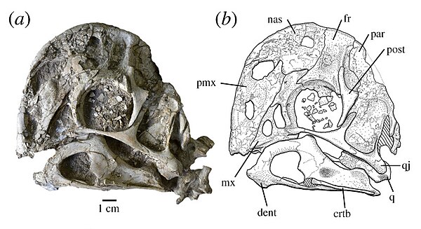 Skull of Oksoko