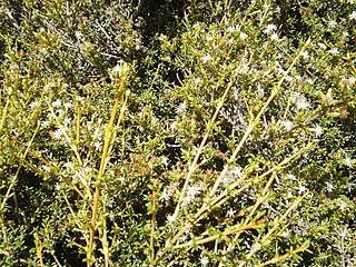 <i>Olearia solandri</i> Species of tree