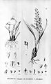 Oncidium longipes-Oncidium longicornu (as O. macronyx) - Fl.Br. 
 3-6-63. jpg