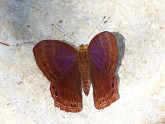 Male in Buxa Tiger Reserve, West Bengal, India Open wing position of Abisara bifasciata Moore, 1877 - Double-banded Judy (cropped).jpg