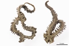 File:Ophiactis kroeyeri - OPH-000442 hab-ven.tif (Category:Echinodermata in the Natural History Museum of Denmark)
