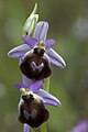 Ophrys argolica Greece - Peloponnese