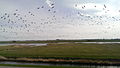 * Nomination Opvliegende vogels aan de Waddendijk bij Uithuizen. By User:Meerdervoort --Natuur12 15:04, 2 May 2014 (UTC) * Decline JPEG artifacts all over. --Mattbuck 23:01, 8 May 2014 (UTC)