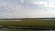 Miniatuur voor Bestand:Opvliegende vogels aan de waddendijk bij Uithuizen.jpg