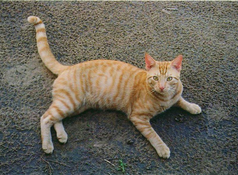 File:Orange Tabby Full Body.JPG