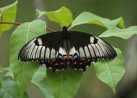 Orchard swallowtail Orchard swallowtail lam08.JPG