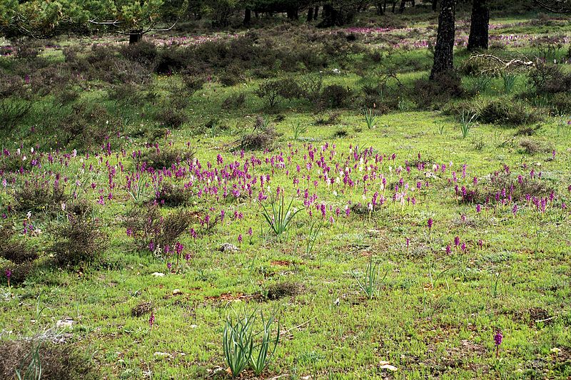 File:Orchis mascula Spanien Orchi 301.jpg