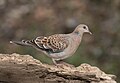 Oriental Turtle Dove (48410405116).jpg