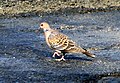 Oriental Turtle Dove Streptopelia orientalis erythrocephala Melghat Tiger Reserve by Dr. Raju Kasambe (6).jpg