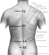 脊椎を表皮で示した図。T3は肩甲棘の中間部分にあり、T7は肩甲骨の下角にある。L4は腸骨稜の最も上の点にある。S2は上後腸骨棘の高さにある。さらにC7は首の下部に突出部として簡単に局在化される[10]。