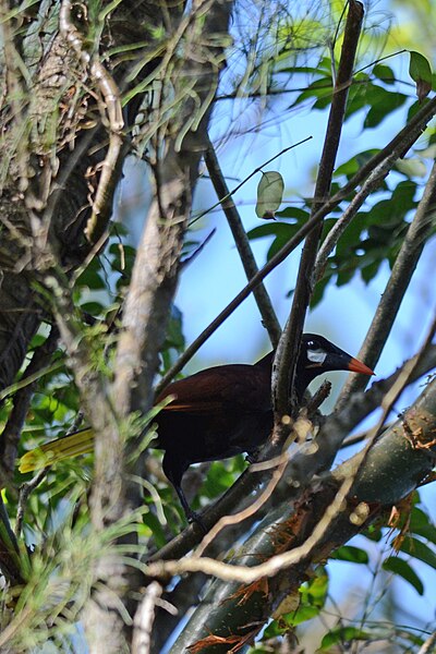 File:Oropéndola Moctezuma, Montezuma Oropendola, Psarocolius montezuma (11915348553).jpg