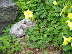 oxalis pes-caprae (hábito quando em flor).