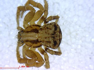 <i>Ozyptila distans</i> Species of spider