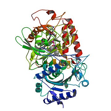 Phosphoenolpyruvate carboxykinase