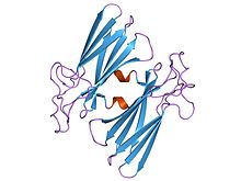 Modèle tridimensionnel de l'enzyme