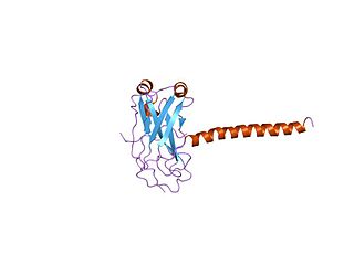 TANK (gene) protein-coding gene in the species Homo sapiens