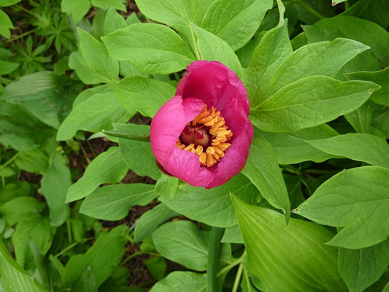 File:Paeonia mollis.jpg