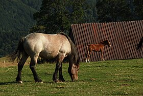 Румынская дойная кобыла и ее жеребенок в Палтинисе