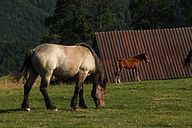 Román tejkanca és csikója Paltinisben