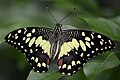 Lime butterfly (Papilio demoleus)