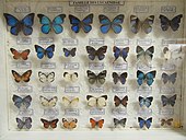 Papillons du Congo, famille des Lycaenidae
