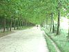 Allée Royal in the Bois de Vincennes