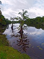 Parque Nacional Punta Izopo 01.jpg