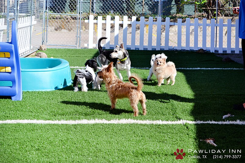 File:Pawliday Inn Pet Resort 19.JPG