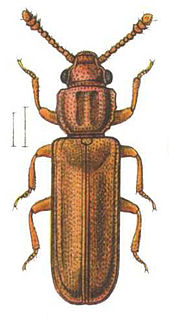 <i>Pediacus depressus</i> Species of beetle