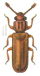 Pediacus depressus