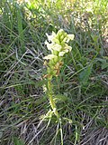 Miniatura para Pedicularis comosa