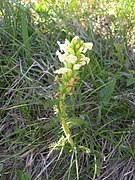 Pedicularis comosa