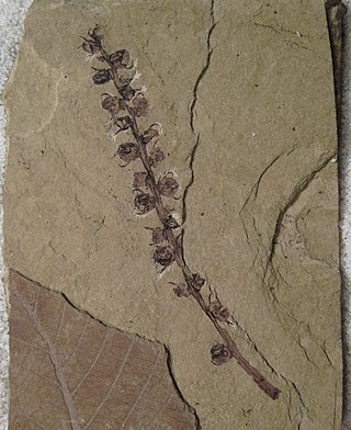 <i>Pentacentron</i> Extinct genus of Trochodendralean plant