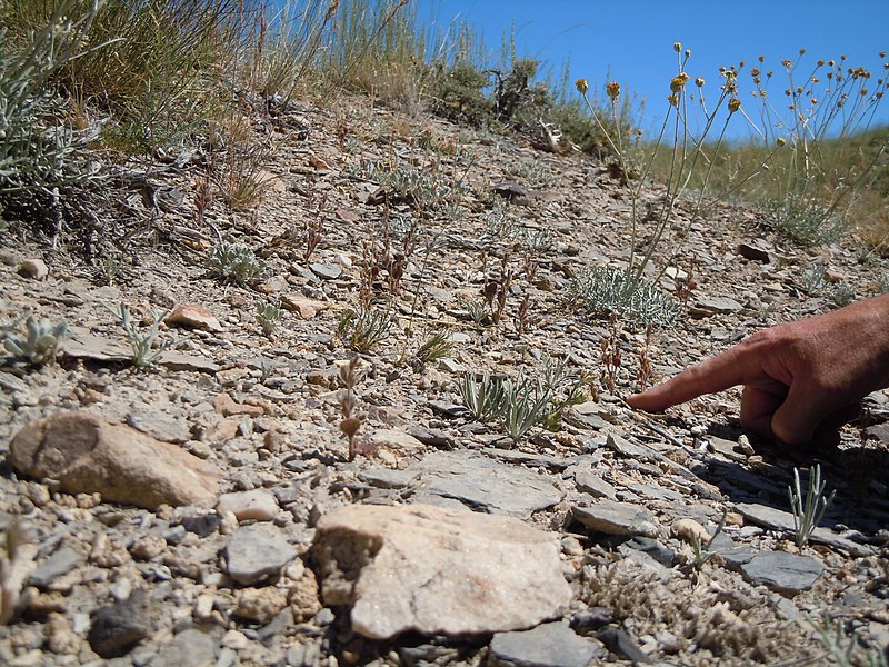 File:Phacelia incana (5061656110).jpg