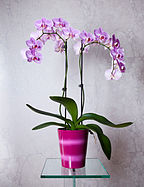 English: Phalaenopsis cultivar with two flower spikes. Deutsch: Phalaenopsis cultivar mit zwei Blütenstengel.