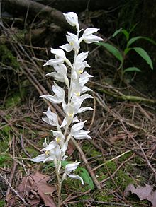 Phantom Orchid Gowlland-Tod2.jpg 