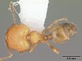 Pheidole flavens casent0104398 dorsal 1. jpg