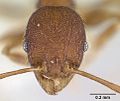 Pheidole lignicola casent0178034 head 1. jpg