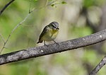 Thumbnail for File:Philadelphia Vireo (14043612576).jpg