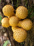 Pholiota squarrosoides (Peck) Sacc 664568.jpg