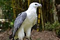 Photo point- white bellied sea eagle (9105616526).jpg