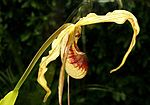 Phragmipedium caudatum Orchi 003.jpg