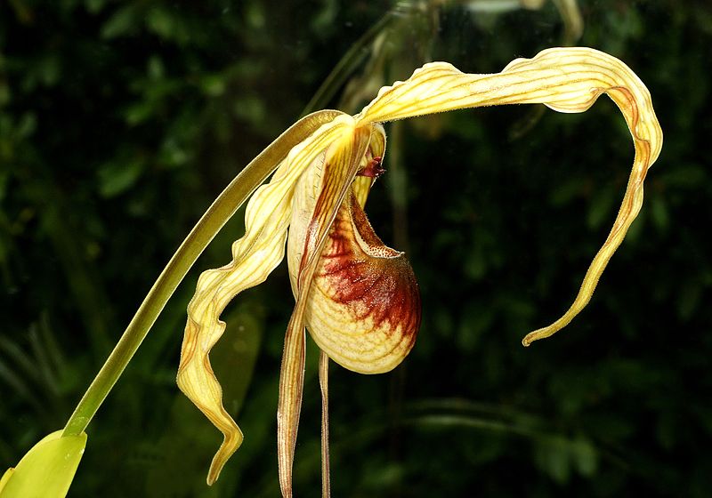 File:Phragmipedium caudatum Orchi 003.jpg