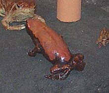 Phrynomantis microps Museum de Geneve.JPG