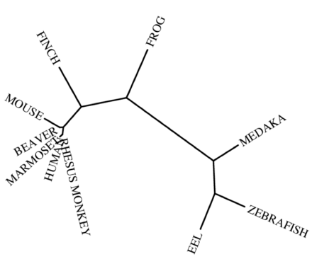 Phylogenetic tree of species with CDV3 orthologs using Phylogeny.fr Phylogenetic Tree of Species with CDV3 Orthologs.png