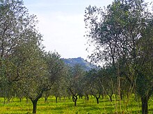 Piante di ulivo a Alano